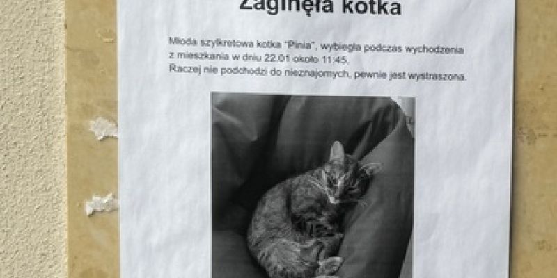 Zaginęła ukochana kotka. Pomóżmy ją odnaleźć!