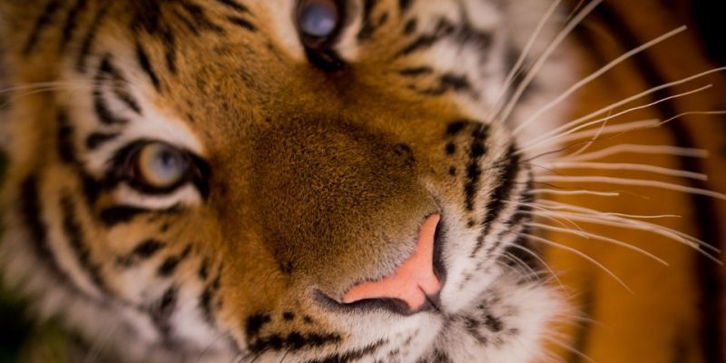 Światowy Dzień Tygrysa w ZOO