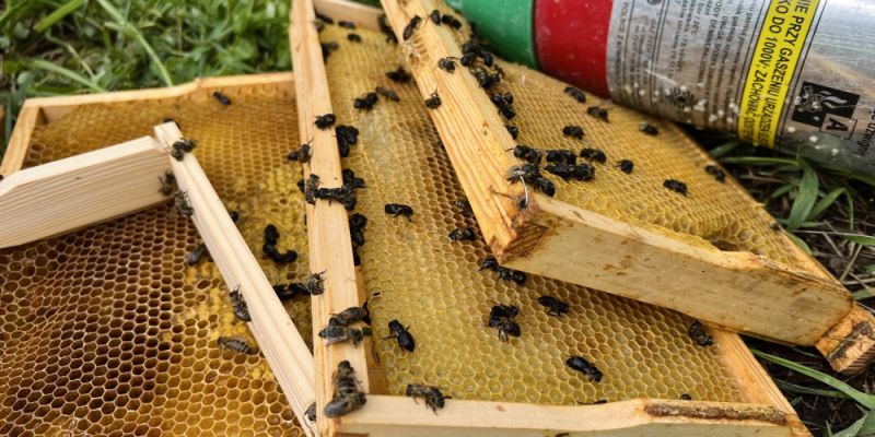 Nie żyją trzy rodziny pszczół z ogrodu w Wilanowie
