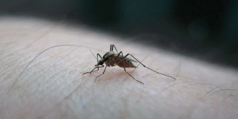 Wirus Zika dotarł do Polski