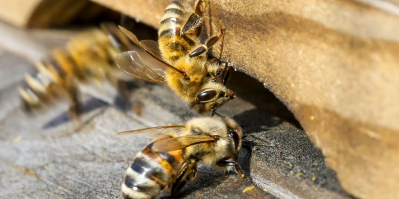 Pszczoły ponownie zamieszkały na Żoliborzu