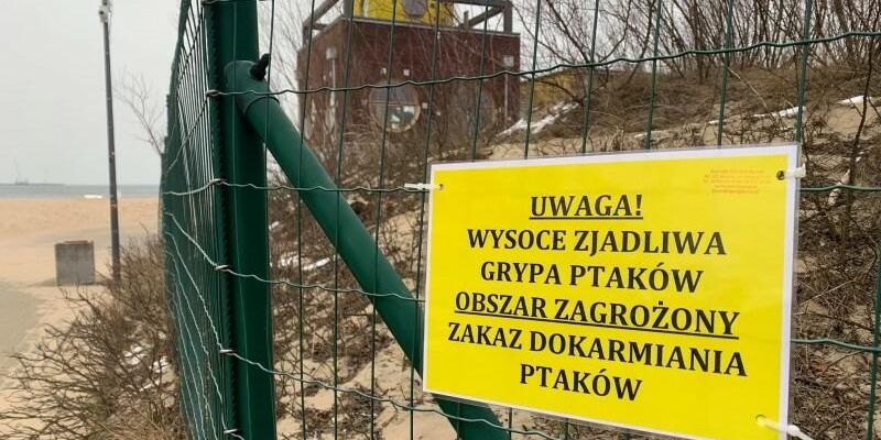 Przypadki ptasiej grypy - w Gdańsku przy plażach są już pierwsze tablice z ostrzeżeniami