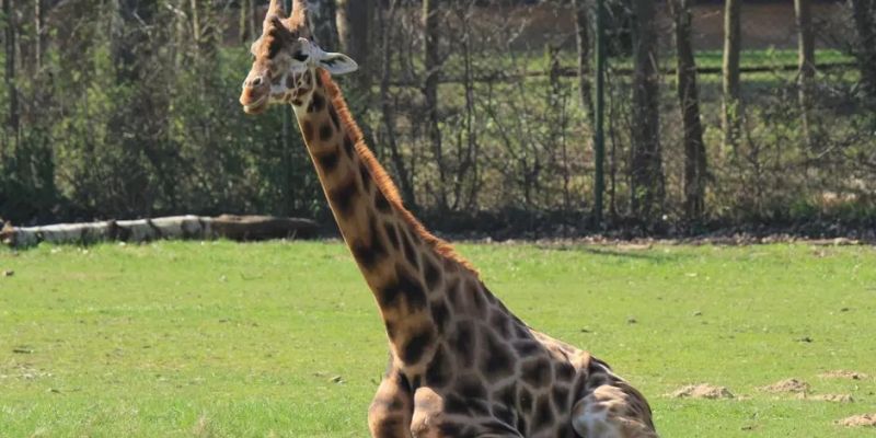 Dziś od godz.13 Gdański Ogród Zoologiczny zaprasza na Światowy Dzień Żyrafy