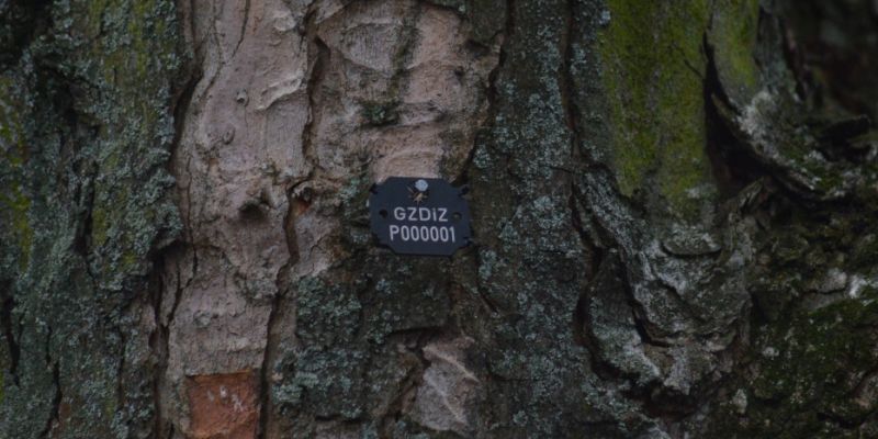 Pierwsze Arbotagi na gdańskich drzewach