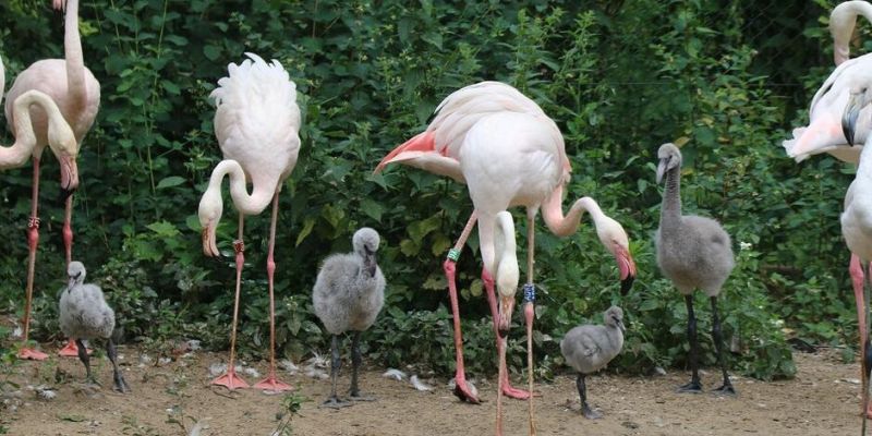 Narodziny flamingów w Gdańskim Ogrodzie Zoologicznym - po raz pierwszy mnogie