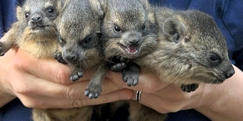 Sześć młodych góralek skalnych przyszło na świat w Warszawskim ZOO