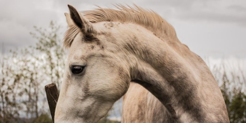 Bezpłatne zajęcia TUS w asyście koni dla mieszkańców Ursynowa - jak można się zapisać?