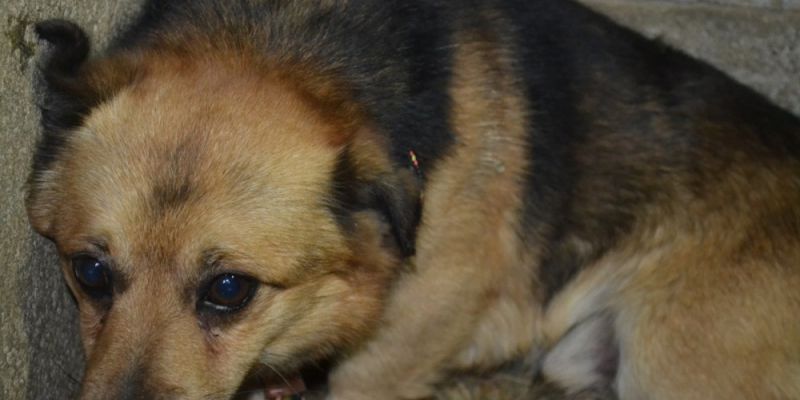 „Ciapkowo” ratuje psy ze schroniska w Radysach