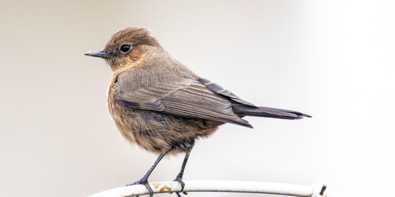 Jak pomagać ptakom i dzikim zwierzętom podczas mrozów?