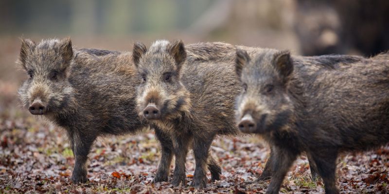 Ostrzeżenie dla kierowców - jesienna migracja zwierząt zwiększa ryzyko kolizji
