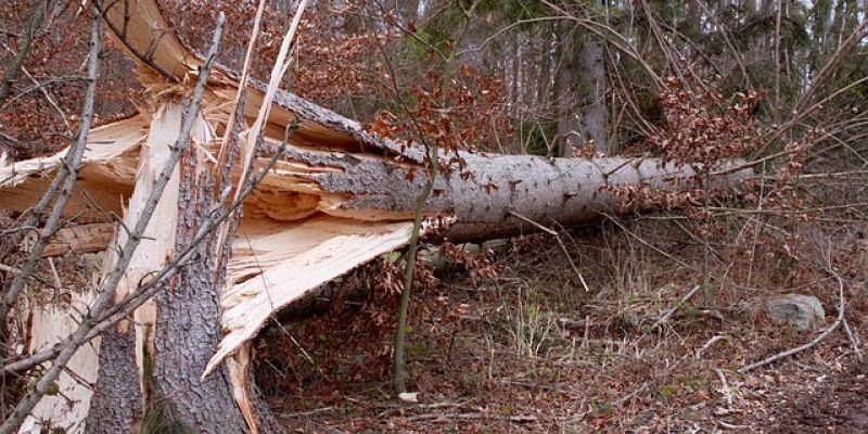 Silne wichury nad Warszawą. Połamane drzewa i ponad 200 interwencji służb