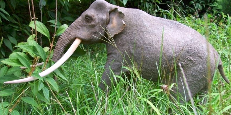 Czy wiecie, że w Warszawie żyły kiedyś słonie, mamuty i nosorożce?