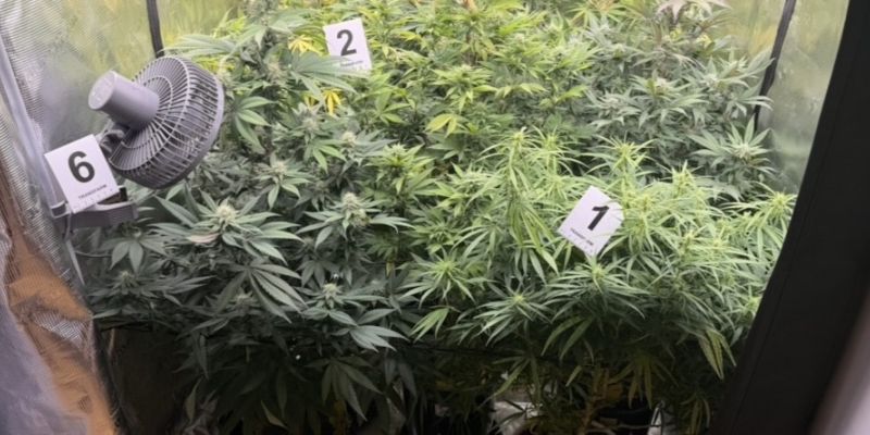 Policjanci z Mokotowa zlikwidowali domową plantację marihuany