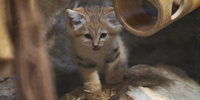 W gdańskim ZOO przyszła na świat parka kotów pustynnych. Zobacz dwumiesięczne maleństwa