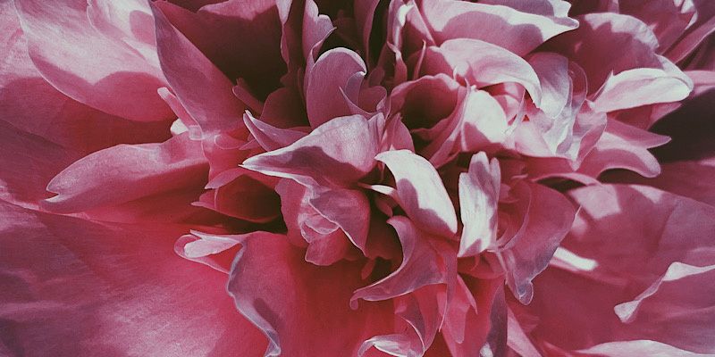 Święto poezji w Łazienkach Królewskich. 8. edycja plenerowego minifestiwalu PIW/onalia