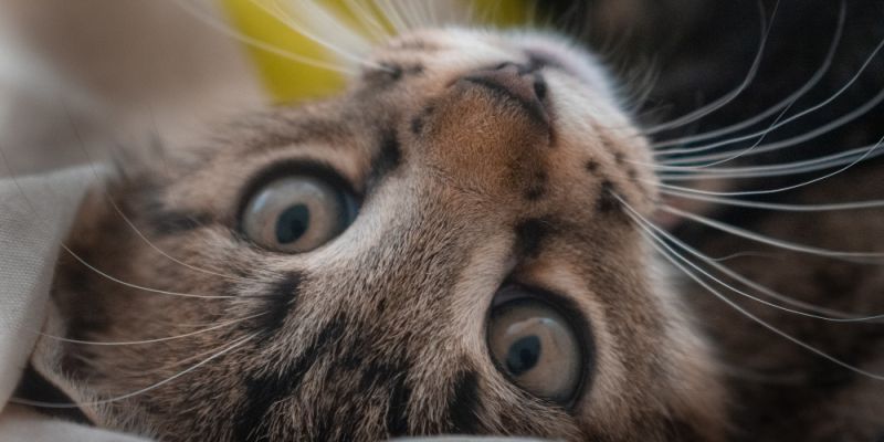 Dzień Kota  w Gdańsku. Schronisko „Promyk” organizuje wydarzenie dla mieszkańców