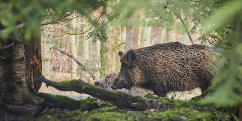 ASF wciąż groźne - pamiętajmy o zakazie wstępu do lasów