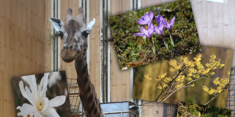 Konkurs fotograficzny "Tropiciele oznak wiosny" w Warszawskim Ogrodzie Zoologicznym