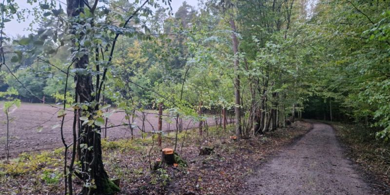 Gdańsk sadzi las dla ptaków i zapylaczy. Wspólne sadzenie drzew na Polanie Tancerzy już 15 października