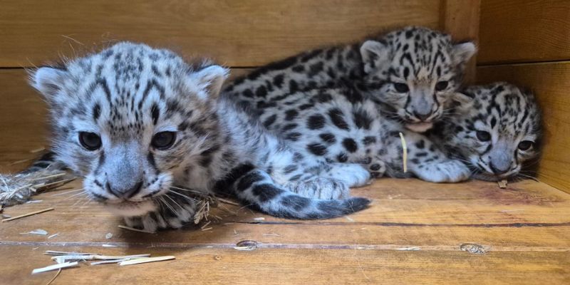 Trzy irbisy śnieżne przyszły na świat w Warszawskim ZOO
