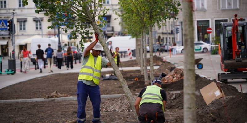 Na placu Trzech Krzyży pojawiły się kolejne drzewa