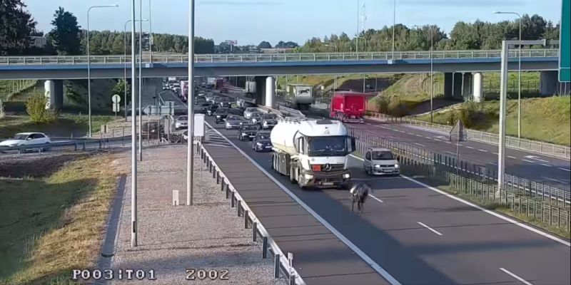 Szok na S19.  Osiodłany koń wbiegł na drogę szybkiego ruchu