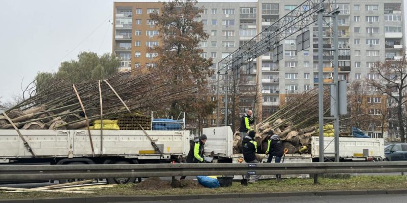 Zieleni nigdy dość. Ponad 600 nowych drzew zostanie  posadzonych  tej jesieni w Gdańsku