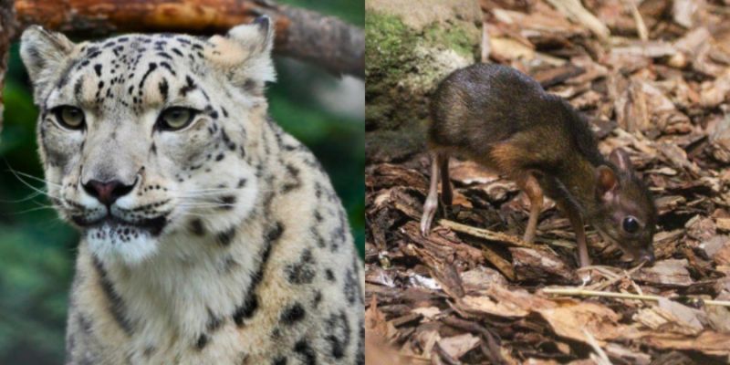 Wielki finał w warszawskim ZOO: Irbisica i myszojeleń walczą o tytuł Zwierzaka Miesiąca