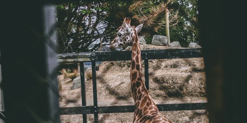 Odeszła Jessie- słynna samica manula z warszawskiego ZOO