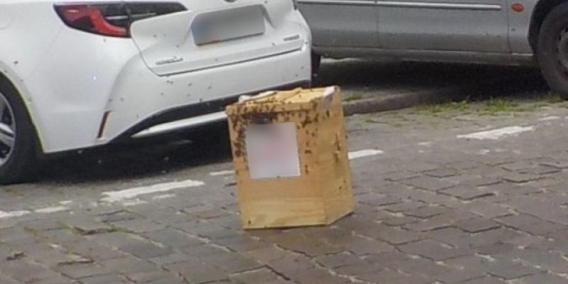Rój pszczół zawisł nad głowami przechodniów