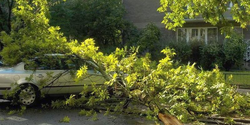 Drzewo spadło na auto