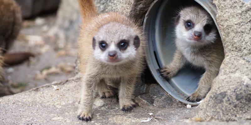 Kolejne narodziny w warszawskim ZOO