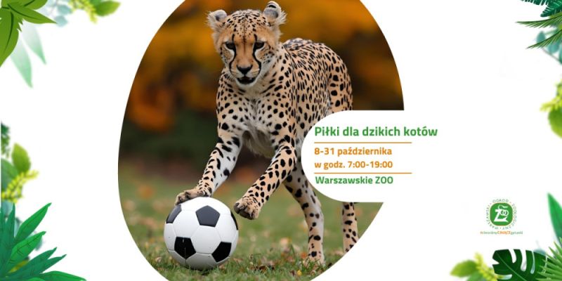 Warszawskie ZOO prosi o wsparcie: piłki dla dzikich kotów