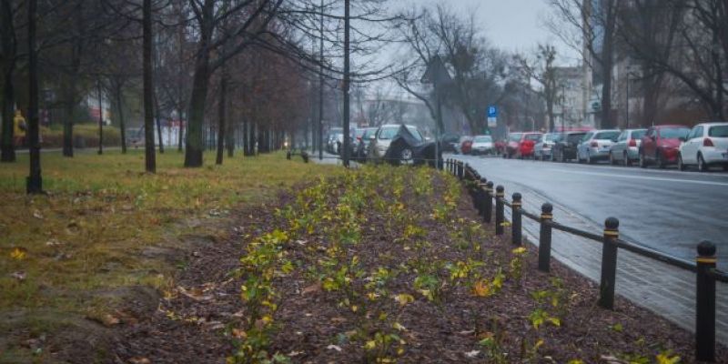 Niemal 500 tysięcy nowych roślin w Warszawie – trwają nasadzenia