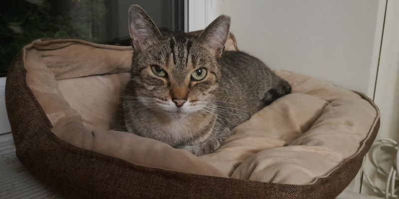 Fundacja Canis zbiera na nowy domek dla wolno żyjących kotów. Pomóc można podczas kiermaszu w Miau Cafe