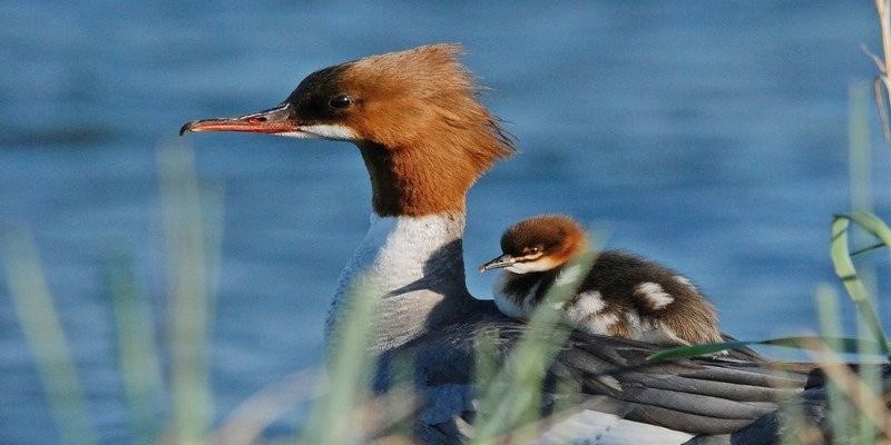 Bezpieczna droga nurogęsi do Wisły: Rusza coroczna akcja wsparcia ptasich rodzin