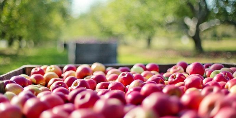 Mazowsze liderem  w produkcji sadowniczej i mlecznej w Polsce