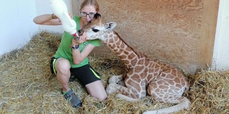 Kolejne narodziny w warszawskim ZOO