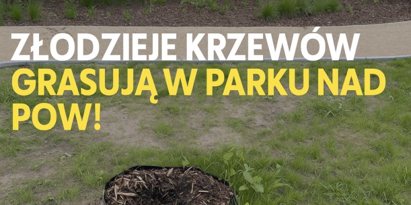 Krzewy znikają z parku nad POW. Miasto wzywa do czujności