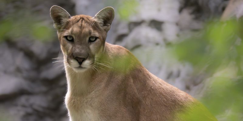 Puma w okolicach Warszawy