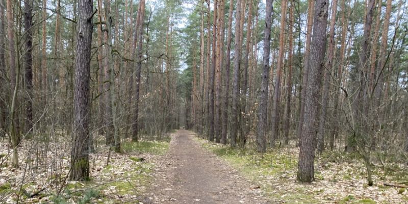 Weekendowe patrole policji w Lesie Kabackim - nie obyło się bez mandatów