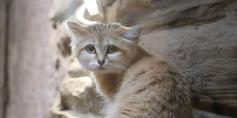 Nowy mieszkaniec gdańskiego zoo - samica kota arabskiego