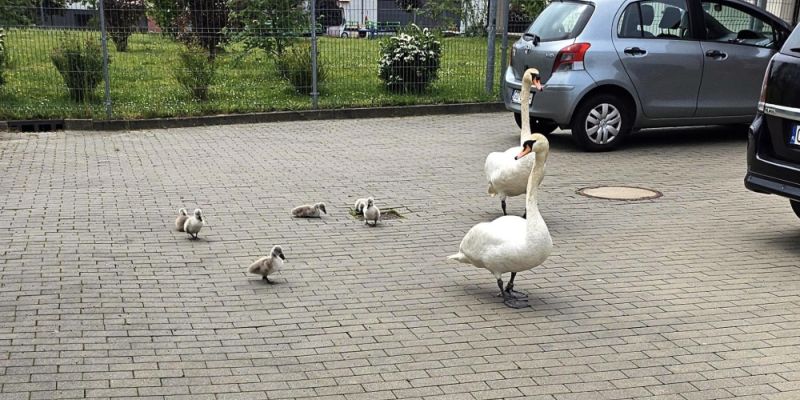 Przyprowadzili maleństwa do żłobka, byli agresywni