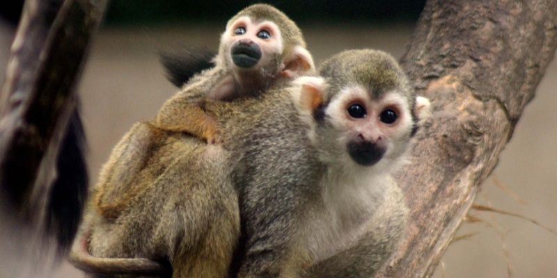Trzy małe sajmiri przyszły na świat w stołecznym ZOO