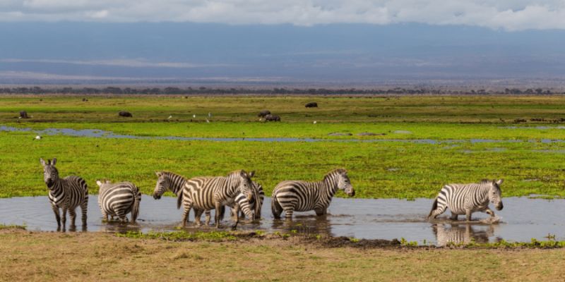 Mokradła Afryki tematem 7. TygoDnia Misji Ogrodów Zoologicznych i Akwariów