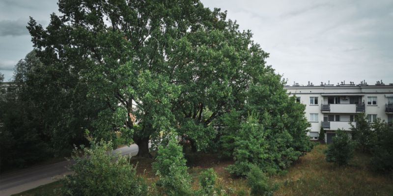 Warszawskie Drzewo Roku - rozpoczęło się głosowanie