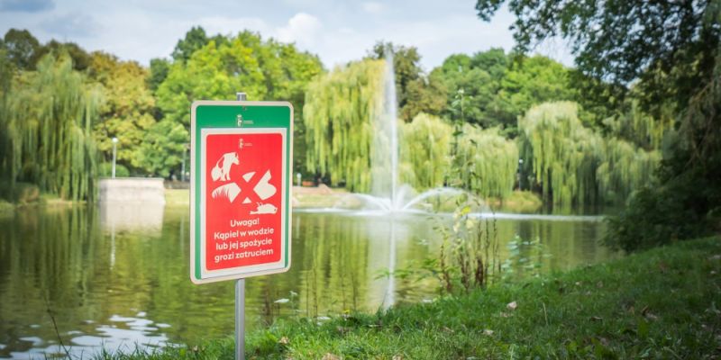 Martwe kaczki krzyżówki w stawie w Parku Promenada