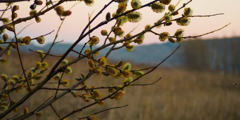 Co o Wielkanocy mówią polskie przysłowia?
