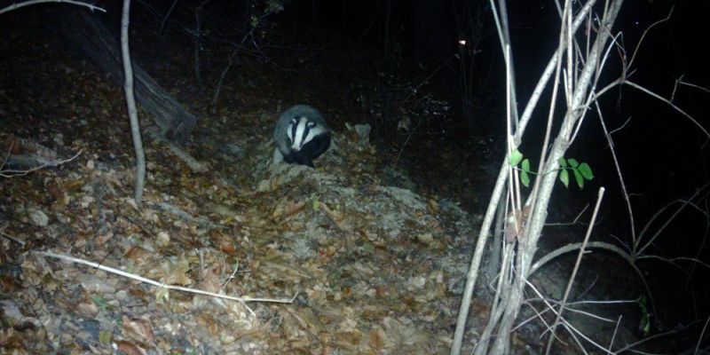 Borsuk z Łazienek Królewskich zyskał szlacheckie imię