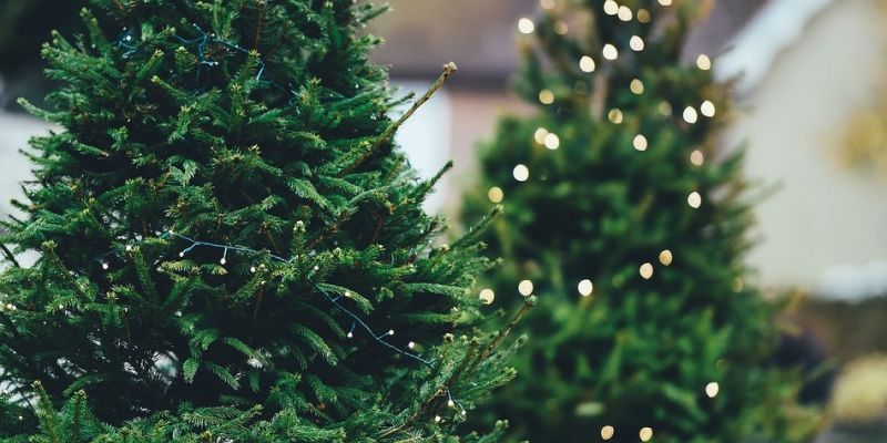 Warszawiacy oddajcie świąteczne drzewka lasom